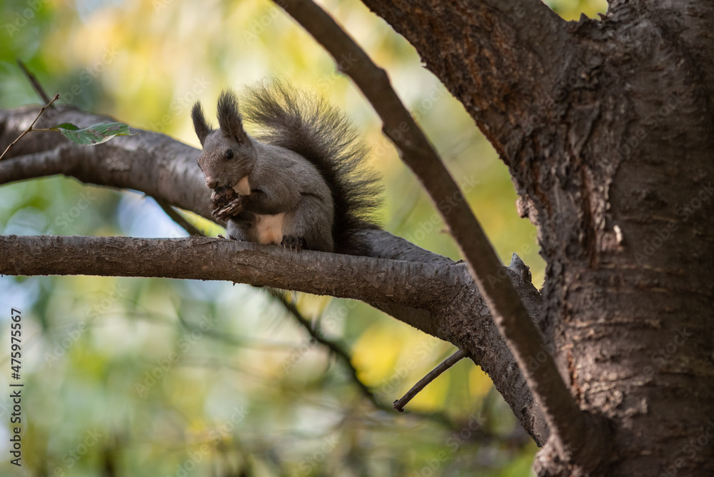 Sticker Cute fluffy squirrel on a tree branch eating a nut