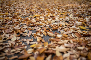 Selective focus shot of fallen autumn leaves on the ground © Mirko Kuzmanovic/Wirestock