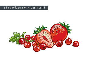 sketch_strawberry_currant_whole_berry_half_and_a_branch_with_red_berries