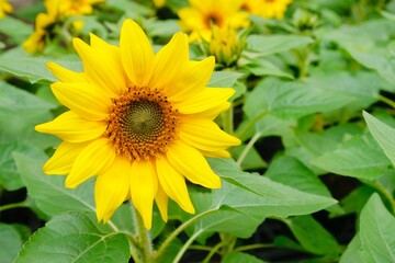 Beautiful sunflower field. Sunflowers always remind people of sunshine, happy, vitality, faith and positive.