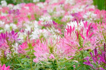 Pink, purple and white Cleome spinosa flowers forms a beautiful scenery. Cleome spinosa, called the Spiny Spider Flower or Cleome Hassleriana.