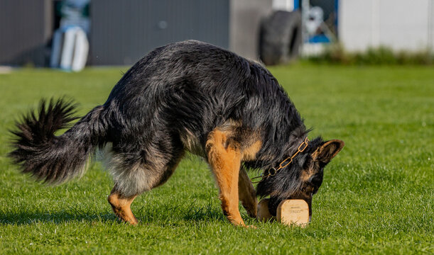 Cute old German Shepherd dog fetching a wooden dumbbell during the training on a sunny day
