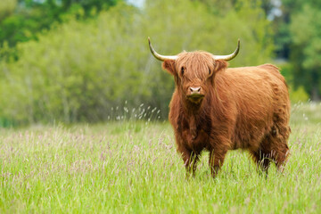 Close up of a cute brown highland cow scene in the green field grass on a sunny day - obrazy, fototapety, plakaty