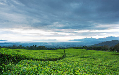 Obraz premium green field and blue sky