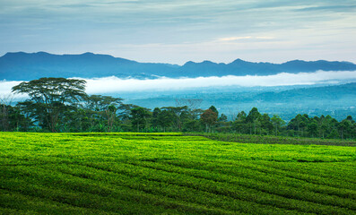 landscape with vineyard
