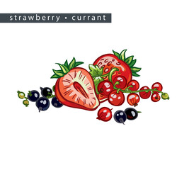 sketch_strawberry_currant_whole_berry_half_and_small_black_and_red_berries