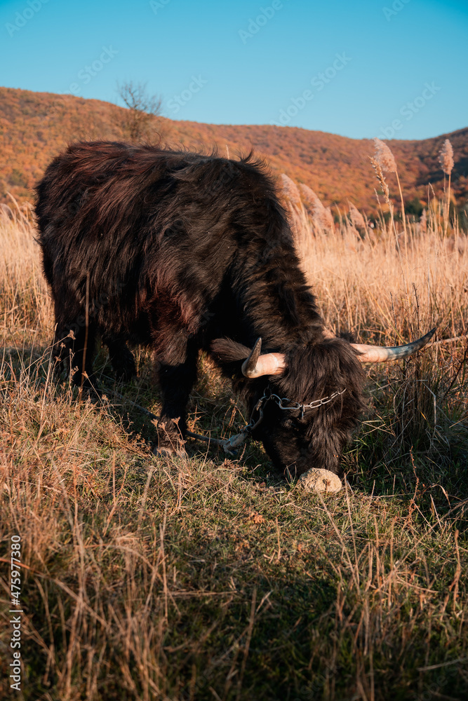 Sticker scenic shot of a black bull grazing in the meadow surrounded by mountains