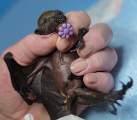 Selective focus shot of a hand holding newborn baby bats
