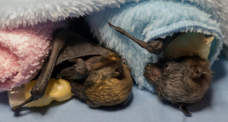 Selective focus shot of newborn baby bats wrapped in blankets
