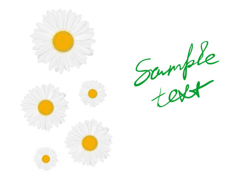 Isolated realistic daisy (chamomile) flower on a white background