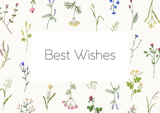 Floral Card Design With Wild Flower Frame. Botanical Herbal Postcard Template With Spring Herbs, Wildflowers, Meadow And Field Plants. Natural Horizontal Background. Colored Flat Vector Illustration