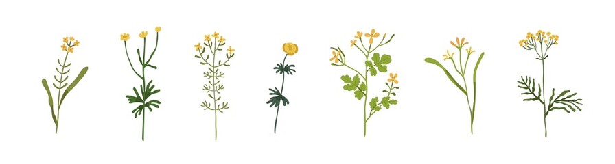 Wild flowers, herbs. Botanical set of meadow and field floral herbal plants. Delicate wildflowers, medicinal blooms. Gentle botany drawing. Flat vector illustrations isolated on white background
