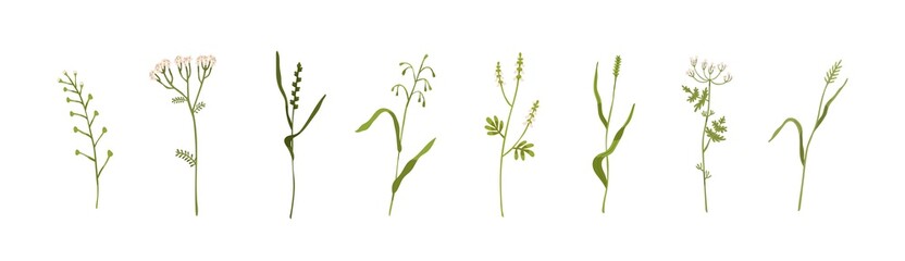 Wild plants, grass and flowers. Botanical set of field and meadow herbs with leaf. Delicate herbal sprigs. Fresh herbaceous flora. Colored flat vector illustrations isolated on white background