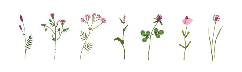 Wild flowers, field herbs set. Floral herbal plants with leaf and blooms. Different delicate meadow wildflowers of pink color. Botanical flat vector illustrations isolated on white background - obrazy, fototapety, plakaty