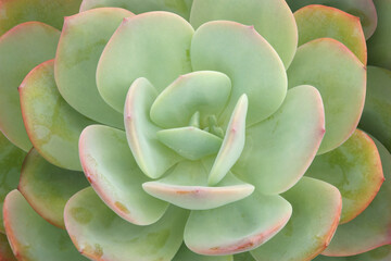 Closeup of Natural Rosette Pattern Background of Echeveria Succulent Plant