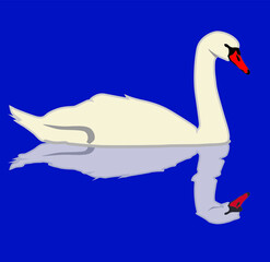 swan on the water