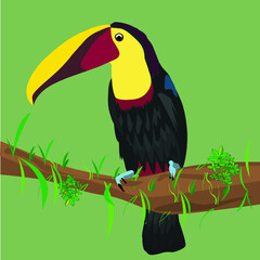 toucan on the tree