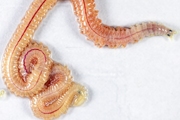 Sand Worm (Perinereis sp.) is the same species as sea worms (Polychaete), Living in a beach area...