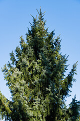 Picea omorika or Serbian spruce against blue December sky. Beautiful spruce tree with pinned green needles. Sunny day in winter garden. Nature concept for design. Close-up. Selective focus.