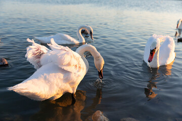 Group of white swans float and feed in the lake.