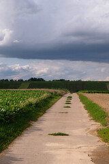 Obraz premium Rural asphalt road along farmland with beets, vineyards, and wheat stubble in Germany. The road for agricultural cars and walking or biking in the countryside. Vertical image. 