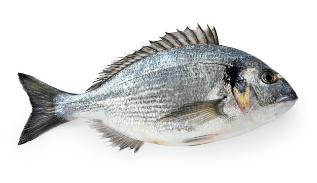 Gilt-head bream (dorade) isolated on white background. With clipping path.