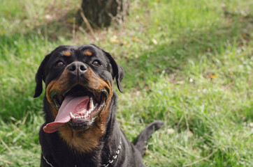 Fototapeta premium Lucky black dog. Portrait of a female Rottweiler