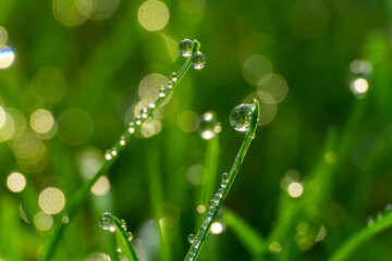 gras with waterdrops in Sunlight