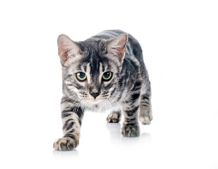 bengal kitten in studio