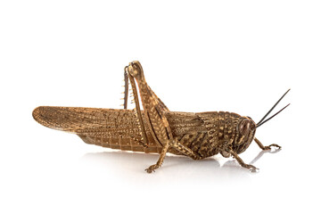 Anacridium aegyptium in studio