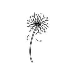 Cute dandelion floral plant with seeds in linear doodle style, vector illustration isolated on white background.