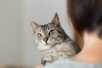 猫を抱く　サバトラ猫