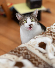 ニャーニャー鳴く猫　キジトラ猫