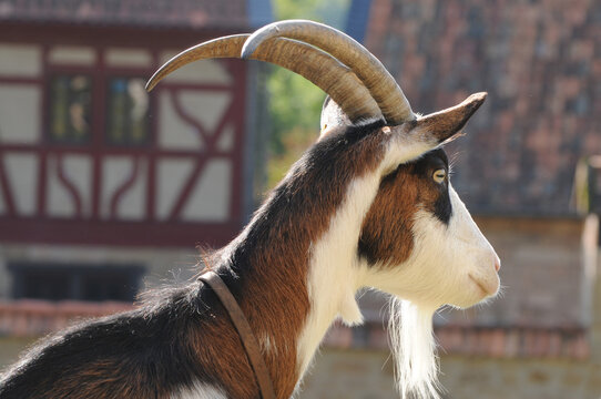 Hausziege bilder – Bläddra bland 1,620 stockfoton, vektorer och videor ...