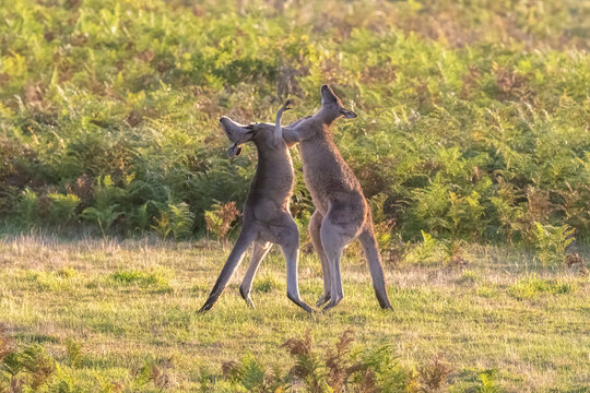 Two eastern grey kangaroos(Macropusgiganteus)fighting