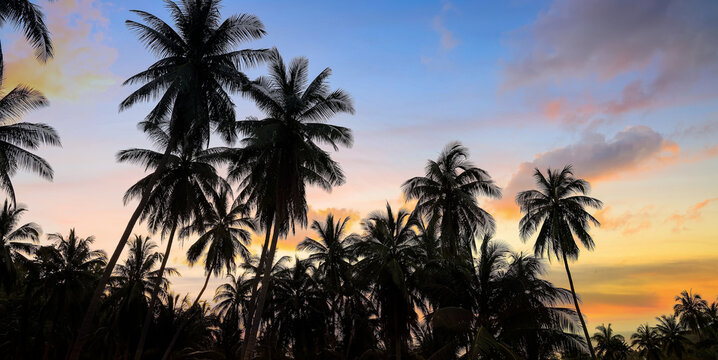 The Silhouette of palm trees with sunset sky background,Summer  season time mood