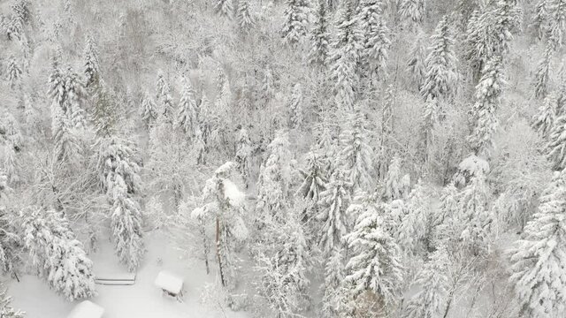 Fresh clean snow fell at the beginning of winter, covered forests, recreation areas, campgrounds, forests, fields, villages and cities. Road traffic is impeded.