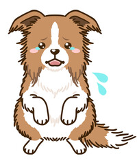 おびえるボーダーコリー（レッド＆ホワイト）