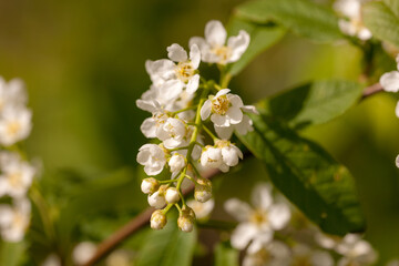 bird cherry in spring closeup