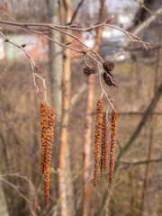 Naklejka premium alder branches in spring