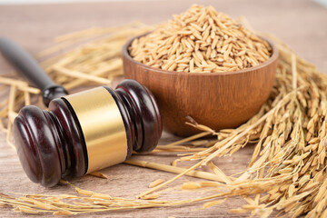 Judge gavel hammer with good grain rice from agriculture farm. Law and justice court concept.