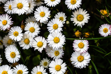 Closeup of beautiful daisy blooms in spring (Bellis perennis) © Ispas Vlad/Wirestock