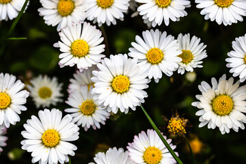 Closeup of beautiful Bellis perennis flowers. Daisy blooms in spring © Ispas Vlad/Wirestock