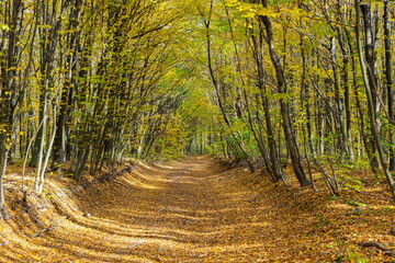 A picturesque path in the autumn forest. beautiful nature, tranquility, relaxation