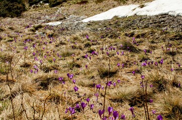 Fototapeta premium field of lavender