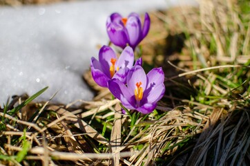 spring crocus flowers