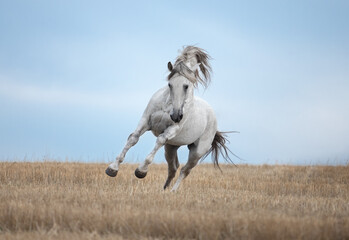 Obraz na płótnie Canvas white horse runs gallop in the field