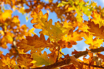 Yellow autumn leaves and branches against a blue sky. Bright golden oak leaves in autumn, space for copying. Autumn background of nature.