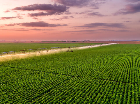 Aerial view of agricultural sprinkler watering vast green bean field at dawn