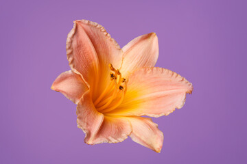 Fototapeta na wymiar Elegant bright orange daylily flower isolated on lilac background.